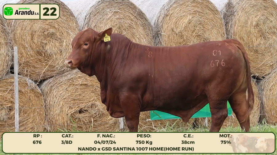 Lote LOTE 22