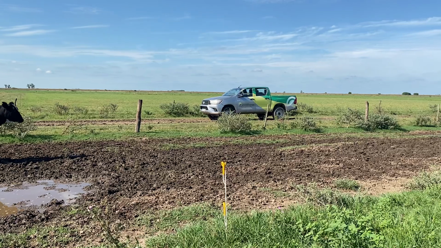 Lote 65 Novillo Holando