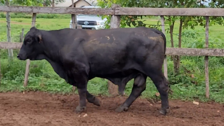 Lote Toros T. Brangus Negro a remate en Remate de Reproductores, Asunción