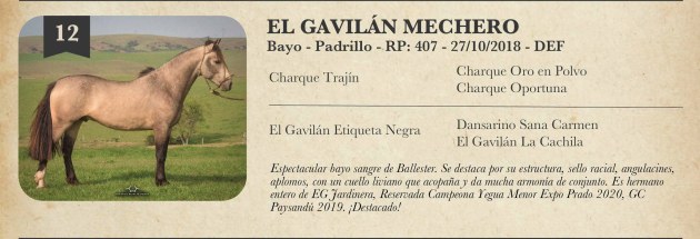 Lote Criollo da Fronteira El Gavilán Mechero  Bayo Padrillo RP: 407
