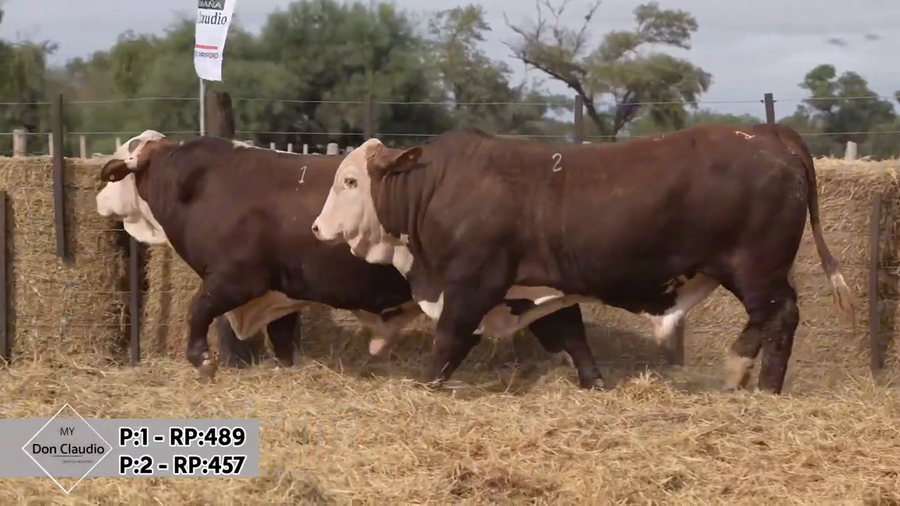 Lote Toros Braford