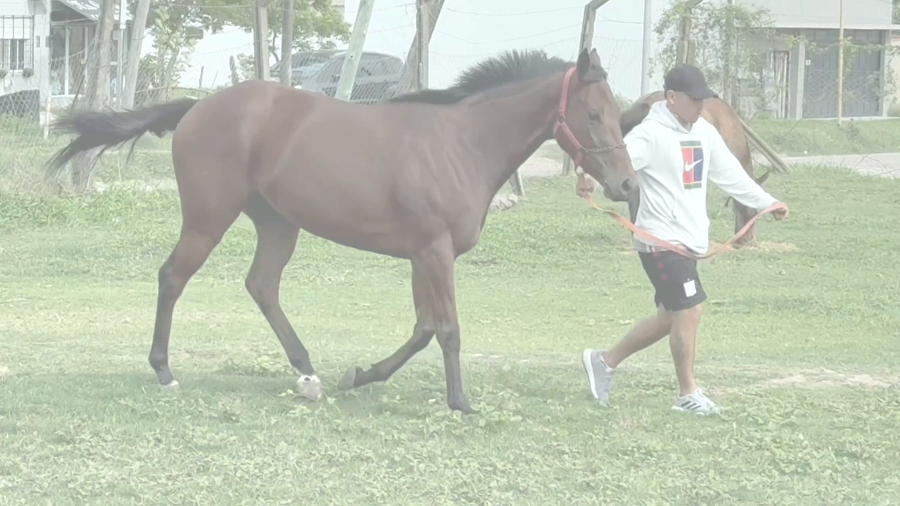 Lote LEVURE FRAICHE (FORGE -  LEVURE) EN TRAINING