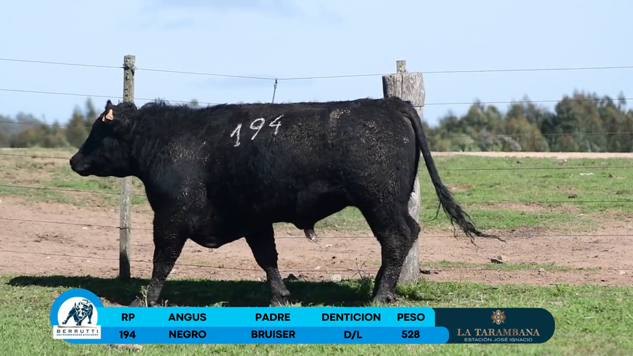 Lote Toro