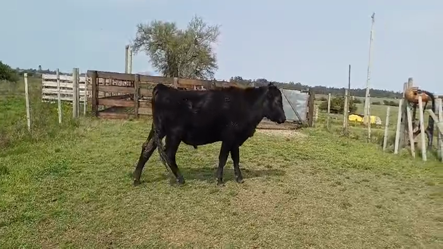 Lote Toros ANGUS a remate en #49 Pantalla Carmelo 300kg -  en PLAYA FOMENTO