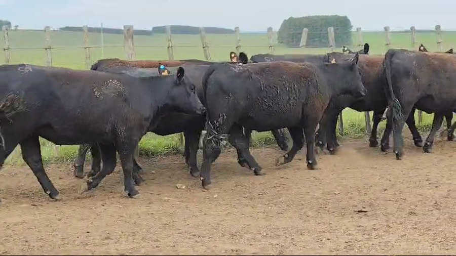 Lote Vaquillonas SA - Sierra De Los Olivos