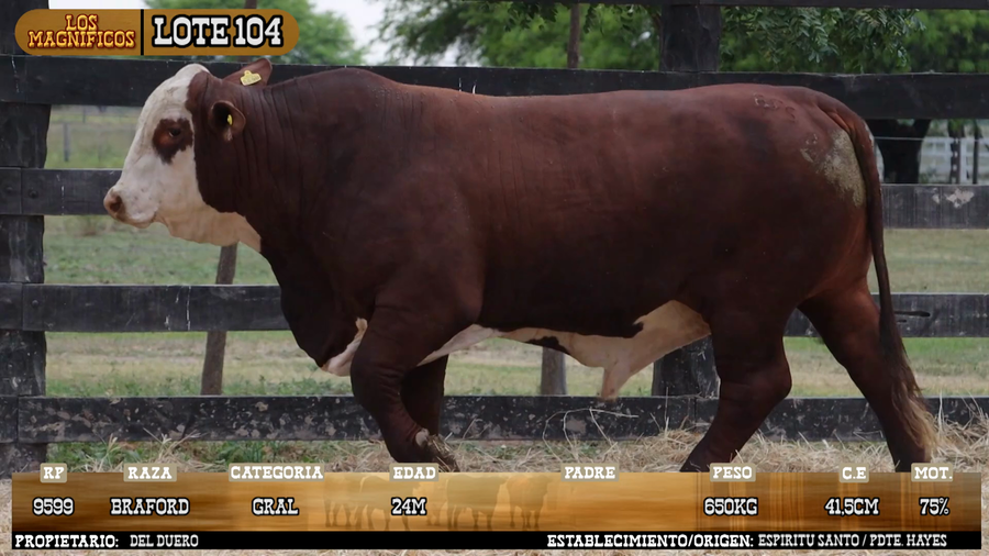 Lote LOTE 104 - PANTALLA