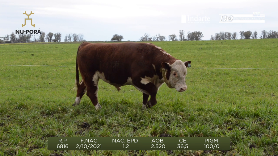 Lote Toros a remate en Remate anual Ñu Porá 2023, Paysandú