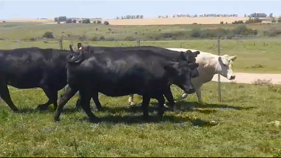 Lote VACAS GORDAS