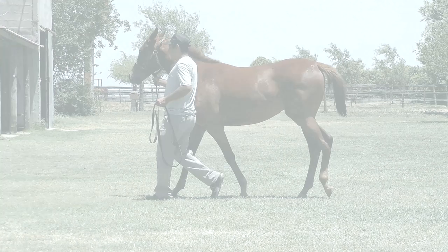 Lote COSTA MILAGROSA (CHE SECRETO -  WEEDING)