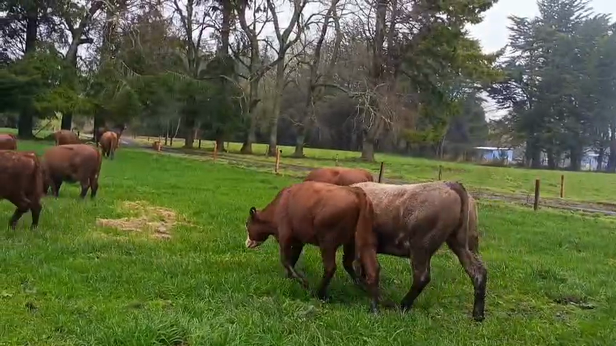 Lote 20 Vaquilla Engorda en Río Bueno, XIV Región Los Ríos