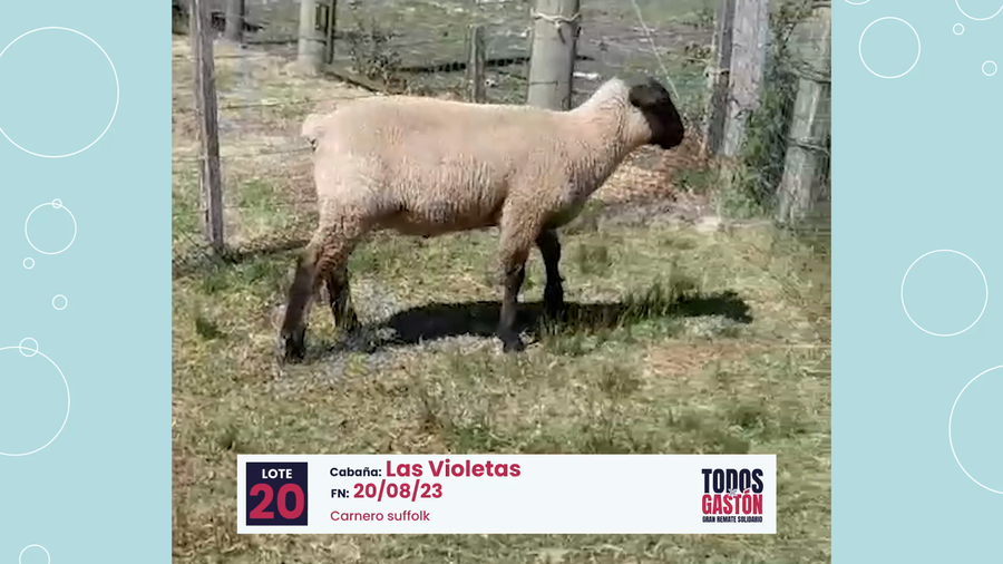 Lote Lote 20
