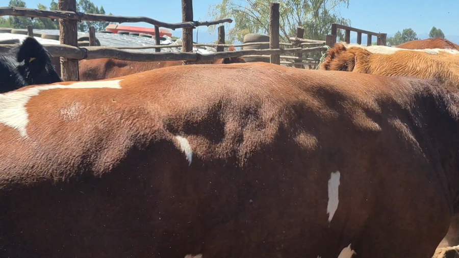 Lote 45 Novillo Gordo en San Rafael, VII  Región Maule