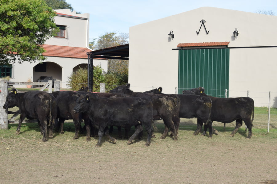 Lote CABAÑA “COEMBOTÁ” de Calderón Vientres Generales Negras Preñadas