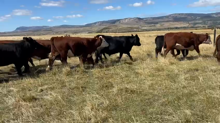 Lote 73 Novillo Engorda en Coyhaique, XI Región Aysén