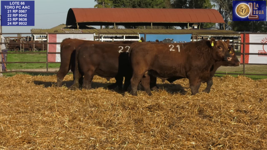 Lote TOROS ANGUS COLORADOS PC