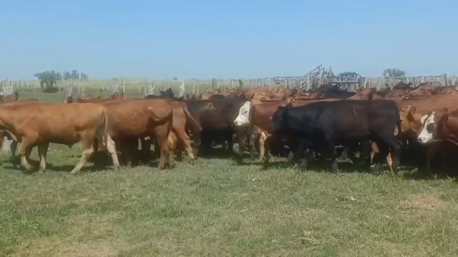 Lote 90 Novillitos