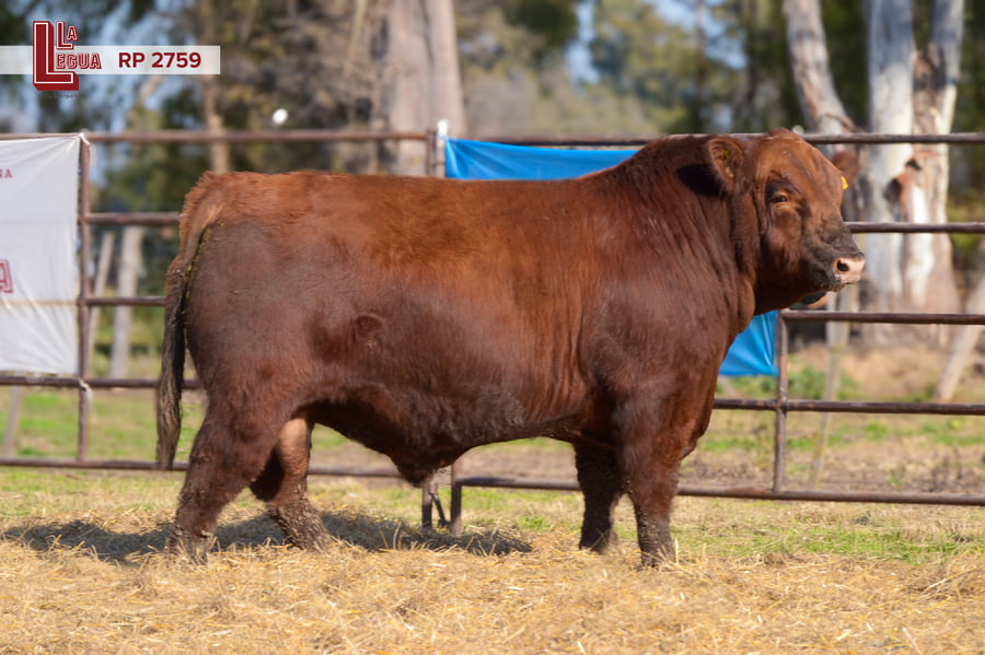 Lote TOROS ANGUS  PP