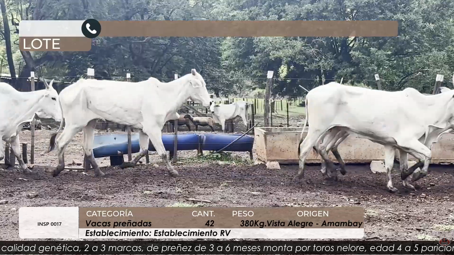 Lote VACAS PREÑADAS