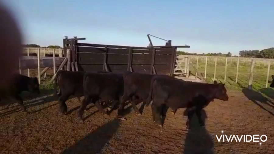 Lote 60 Terneros en La Plata, Buenos Aires