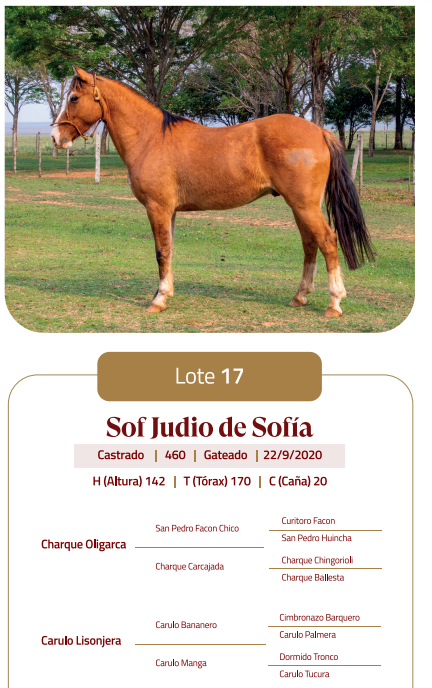 Lote LOTE 17