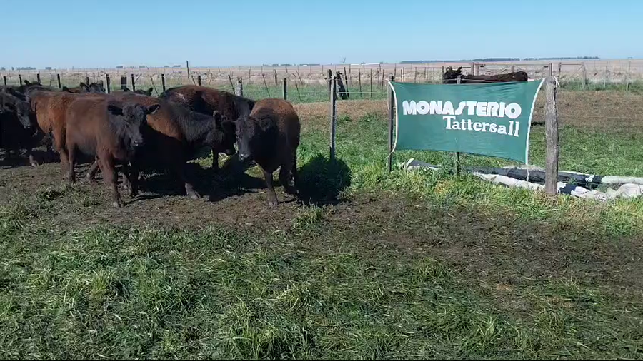 Lote 50 Vaquillonas en Arboledas