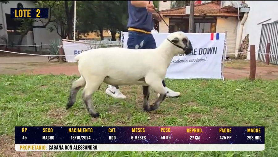 Lote LOTE 2
