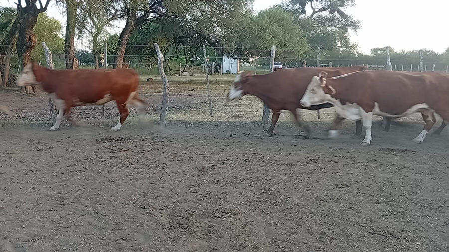 Lote 36 Vacas de invernar