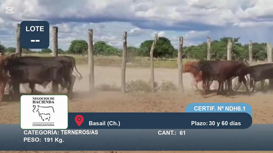 Lote 61 Terneros/as en Chaco, Basail