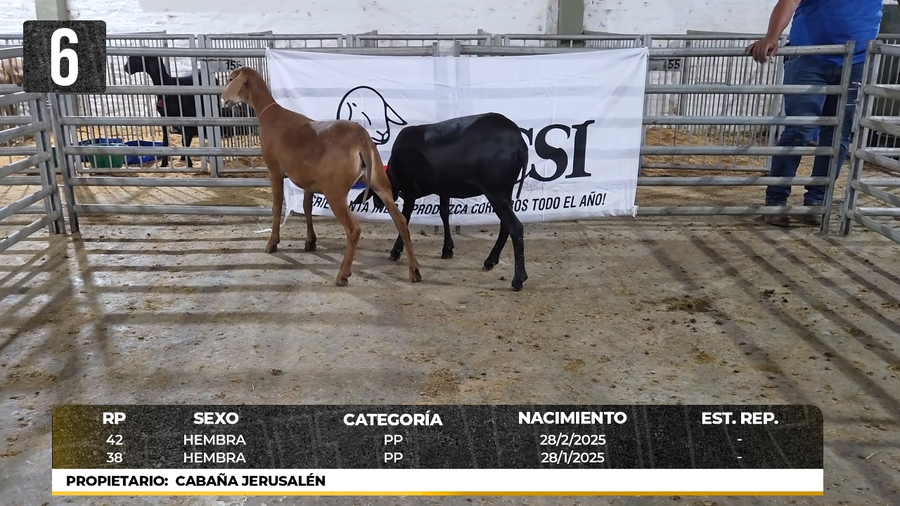 Lote LOTE 6