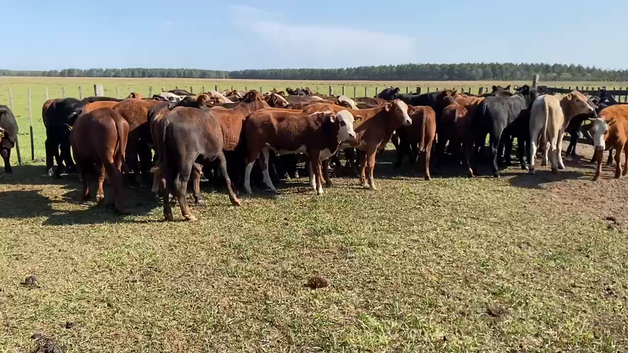 Lote 56 Novillitos en Ituzaingó, Corrientes