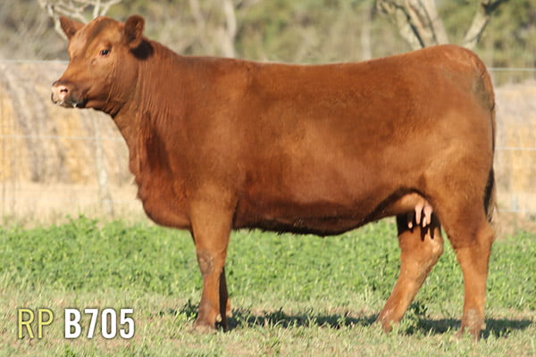 Lote 4 VAQUILLONAS PREÑADAS PURAS DE PEDIGREE