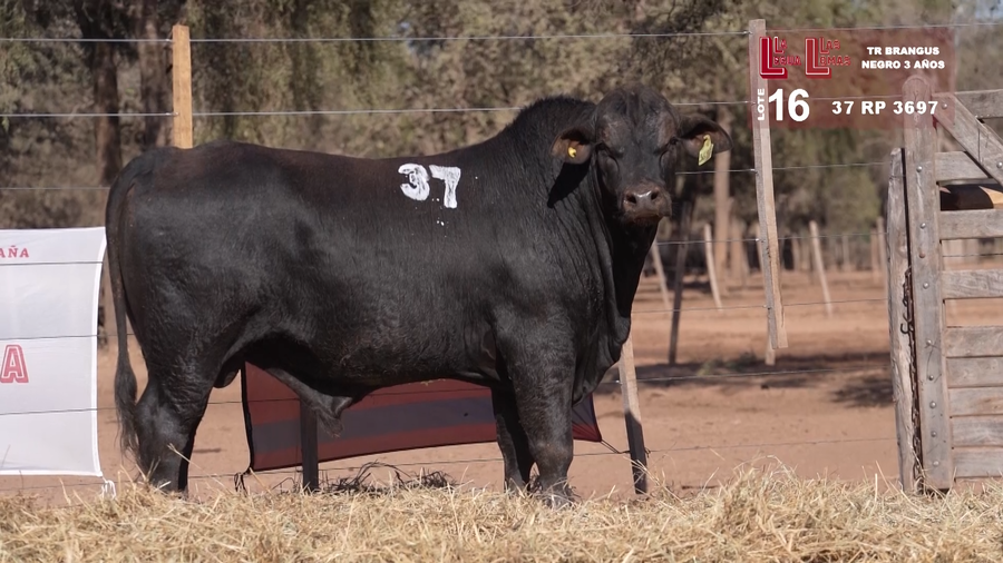 Lote BRANGUS NEGRO 3 AÑOS