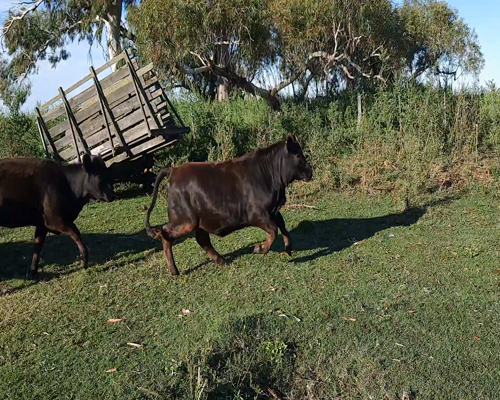 Lote 60 Terneros/as en Daireaux, Buenos Aires