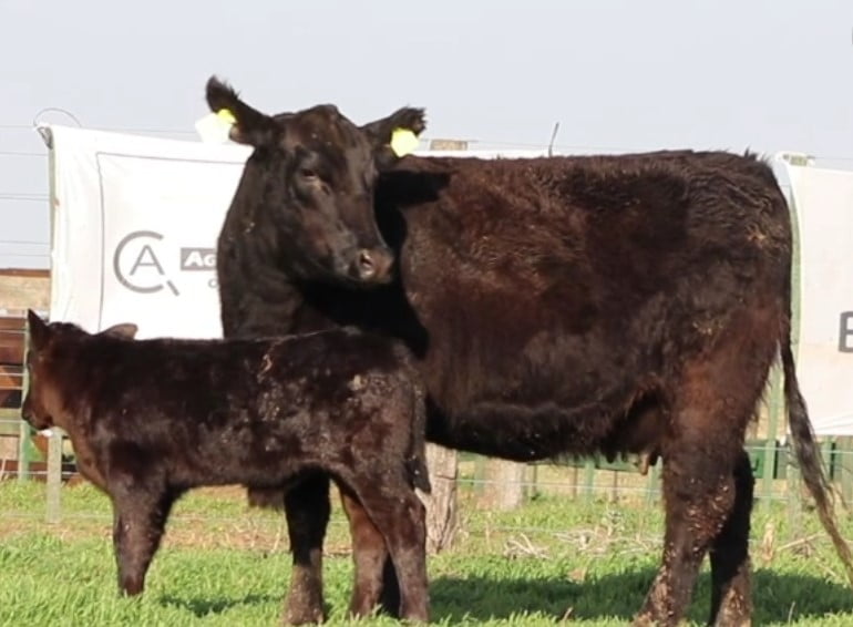 Lote VAQUILLONAS CON CRIA SANTA ROSA