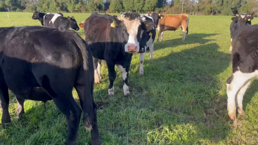 Lote 25 Novillo Engorda en Río Bueno, XIV Región Los Ríos