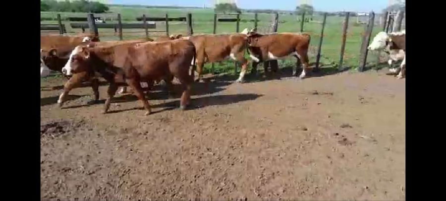 Lote 64 Novillitos en Entre Ríos, Villaguay