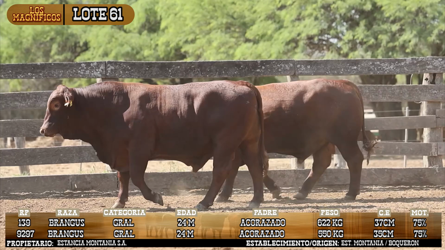 Lote LOTE 61 - VIVO