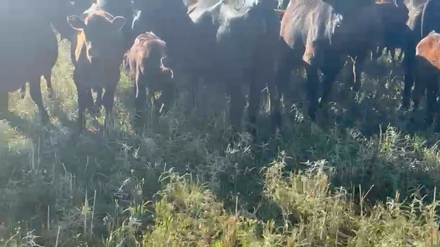 Lote 110 Vacas con Cría  en Buenos Aires, Tres Arroyos