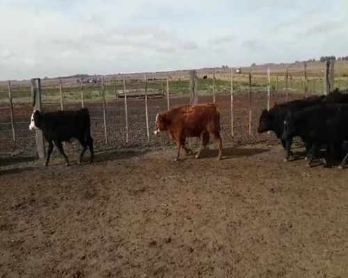 Lote 70 terneros - Vieytes Magdalena Pcia Bs As