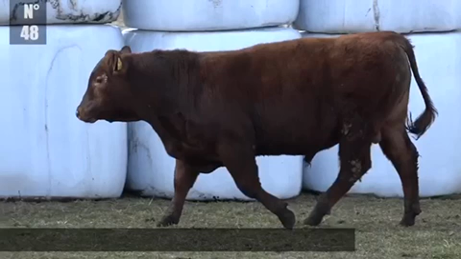 Lote 1 Toro en Coyhaique, XI Región Aysén