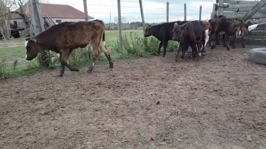 Lote 8 Terneros y Terneras a remate en Pantalla Camy, San José