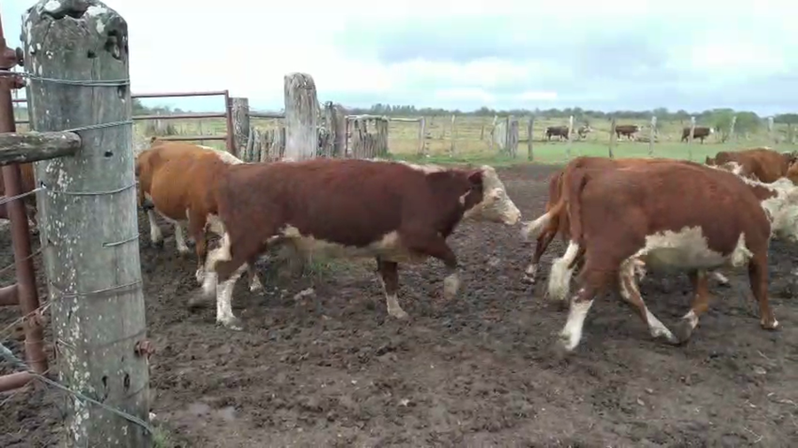 Lote 32 Vacas de invernar en Corrientes, Curuzu Cuatia