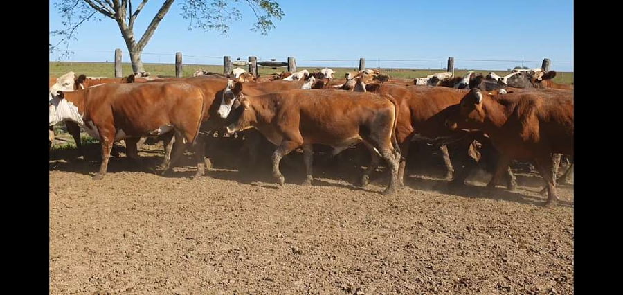 Lote 100 Novillos en Mercedes, Corrientes