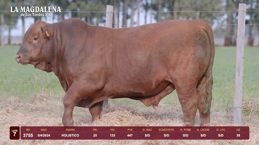Lote Lote 7 - Brangus
