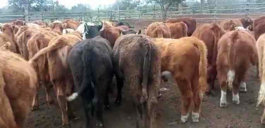 Lote 65 Ternera en Puchuncaví, V  Región Valparaíso