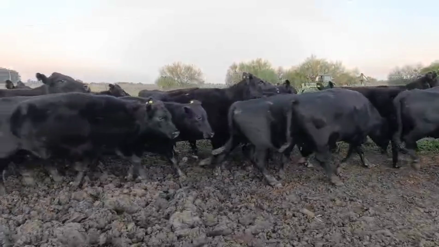 Lote 23 Vacas usadas preñadas