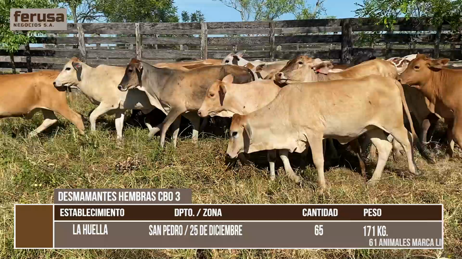 Lote LOTE 1