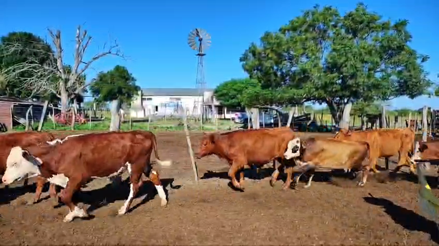 Lote 100 Terneros