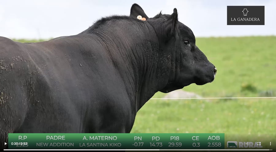 Lote Angus de La Ganadera