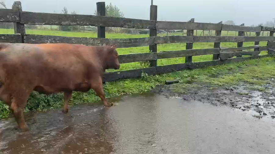 Lote 45 Vaquilla Engorda